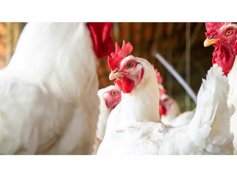 EU Backs Two Boehringer Avian Flu Vaccines for Poultry