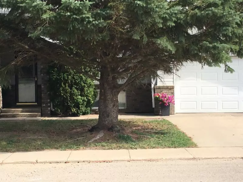 Gardening Expert Reveals Why Grass Won't Grow Under Spruce Trees