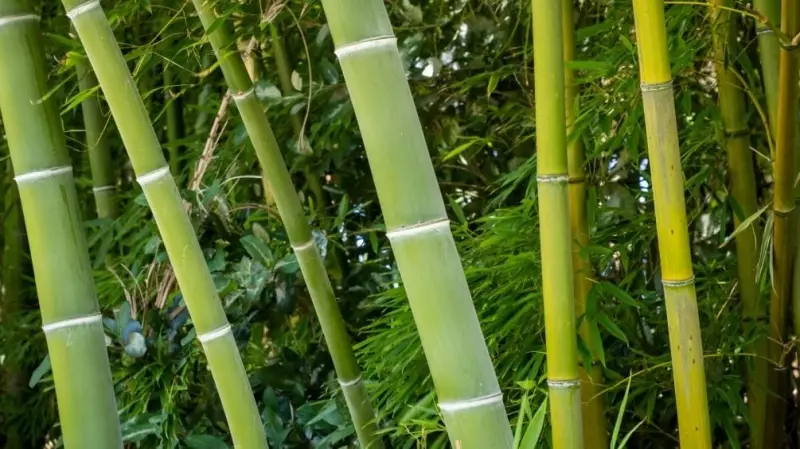 Grassy Trees: The Surprising Climate Solution Hiding in Plain Sight