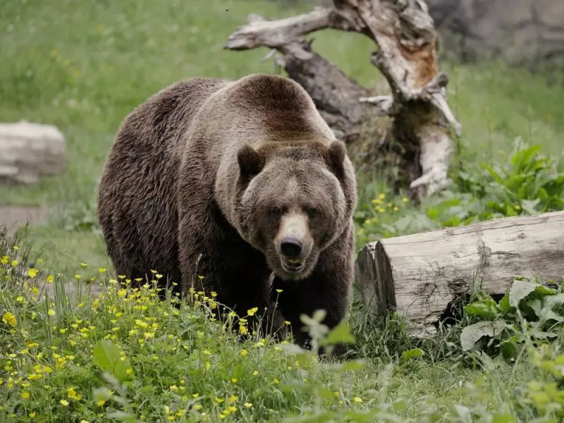 Grizzly Bear Attack in B.C. Leaves 11 Injured, Two Critical
