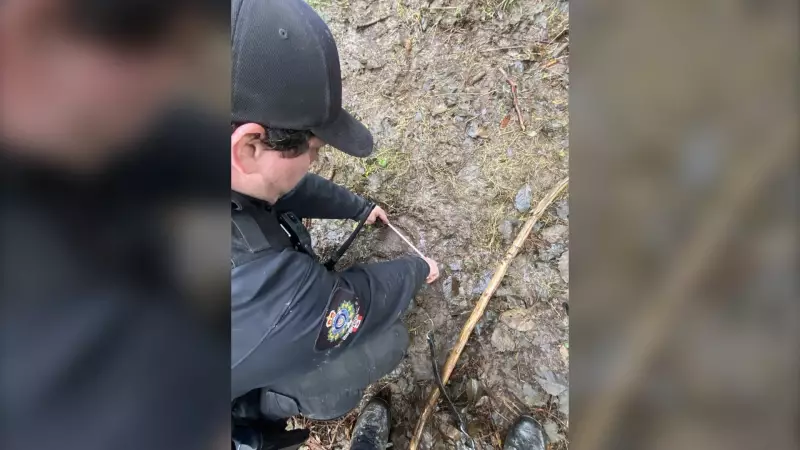 Grizzly Bear Captured After BC Attack, Evidence Remains Inconclusive