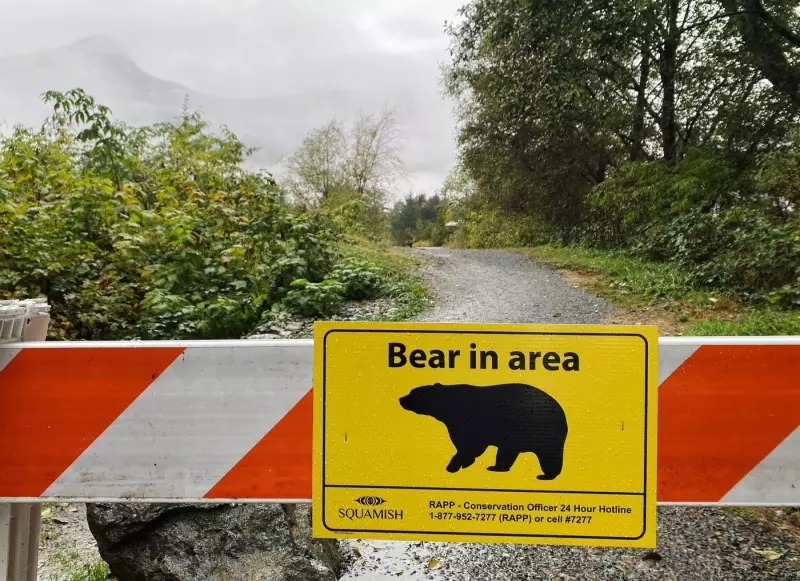 Grizzly Bear Encounters Increase in Bella Coola After Student Attack