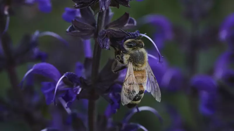 Halifax Aims to Become Canada's Newest Bee City in 2025