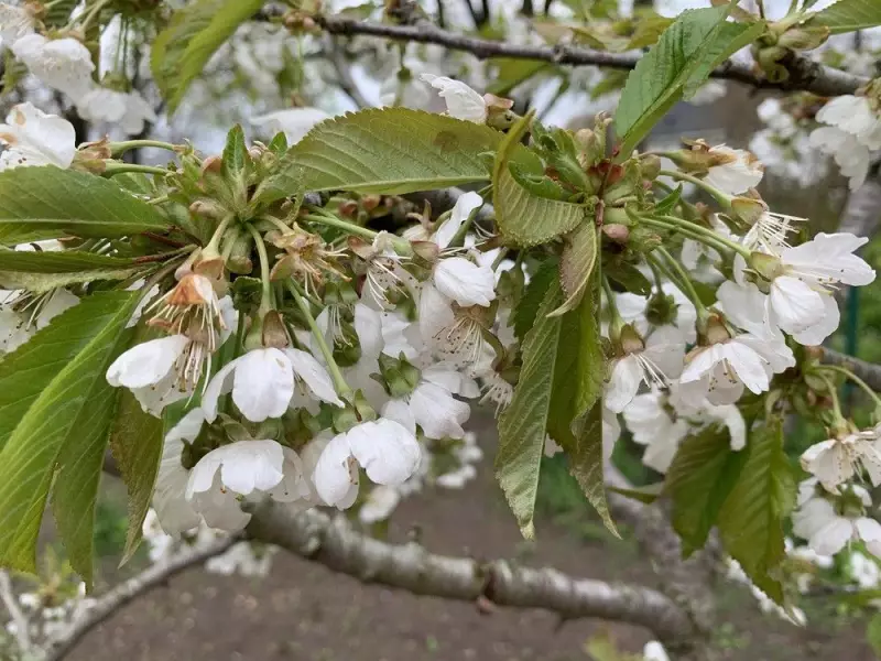 How to Train Your Plum Tree to Grow with One Central Leader