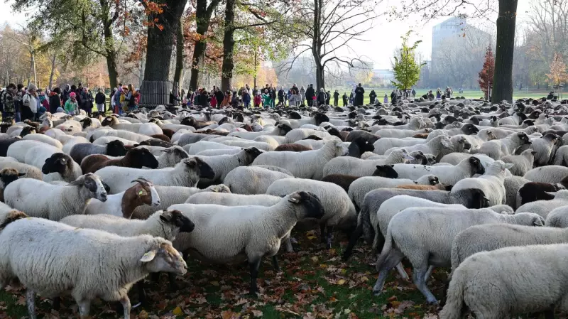 Hundreds of Sheep Parade Through Nuremberg in Annual Winter Migration