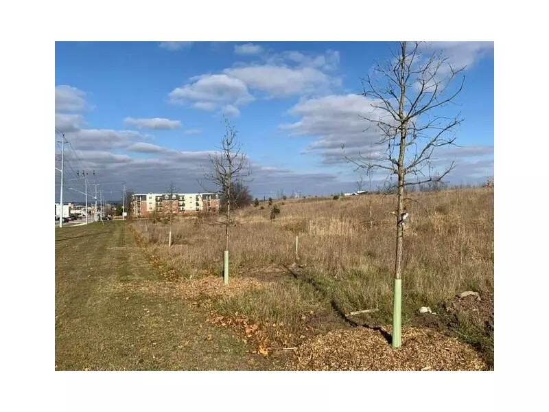 Imperfect Trees Find New Home at Barrie Hospital Instead of Being Discarded