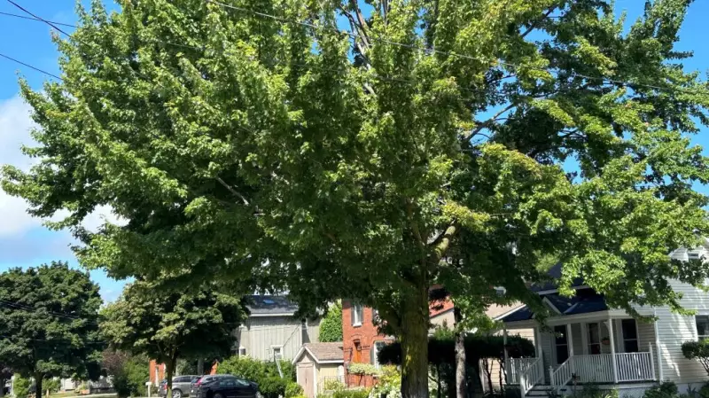 Innisfil's Green Infrastructure Push: Town Doubles Down on Tree Replacement Strategy