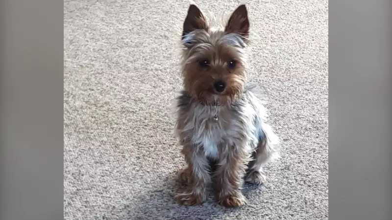 Kelowna Family's Dog Vanishes After Terrifying Vehicle Theft Incident