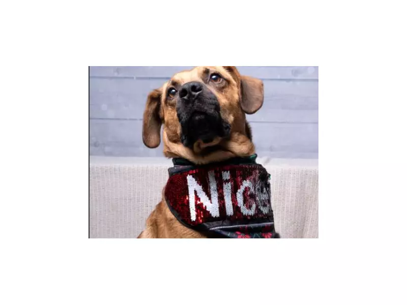 Lyle the Dog Seeks Quiet Home After Surviving Hurricane