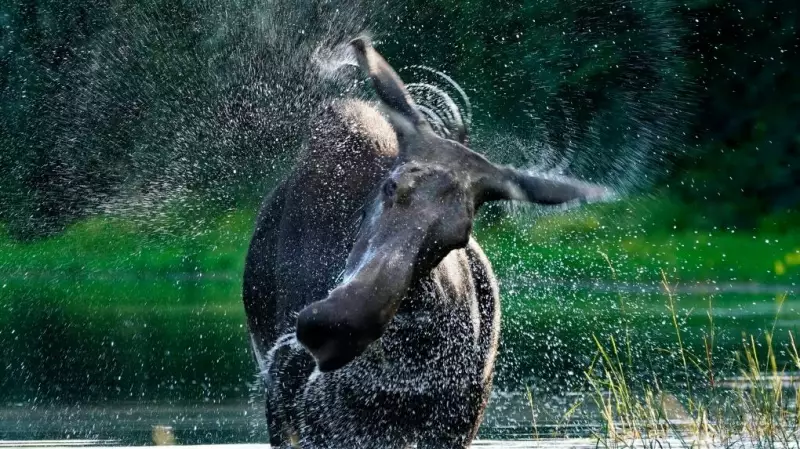 Meaford man pleads guilty to using boat to injure wildlife