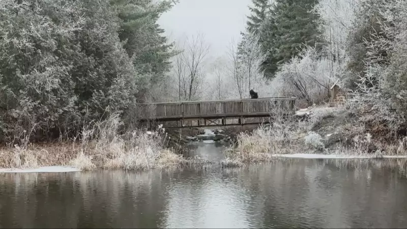Mild November Temperatures Bring Unseasonal Warmth to Ottawa This Week