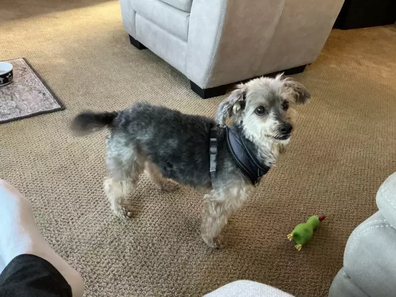 Montreal Family Desperate to Find Missing Dog Homer With Serious Health Issues