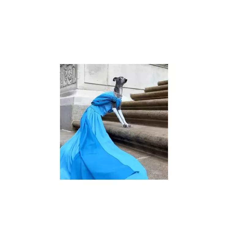 Montreal's Fashionista Greyhound Tika, Known for Her Signature Scarves, Has Passed Away