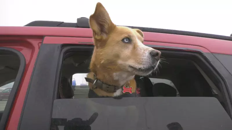 Morinville Eliminates Pet Licenses, Introduces Custom ID Tags