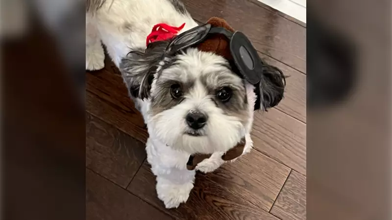 Most Dogs Carry Wolf DNA, Scientists Reveal in New Study