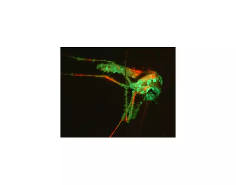 Nature's Ingenious Mosquito Trap: How a Sweet-Smelling Fungus Lures Bloodsuckers to Their Doom