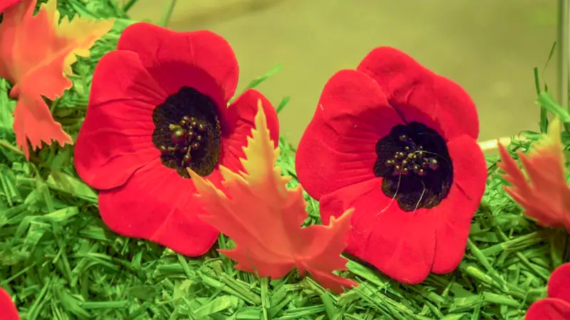 North Bay Siblings Honor Veterans with Poppy Rocks on Remembrance Day 2025