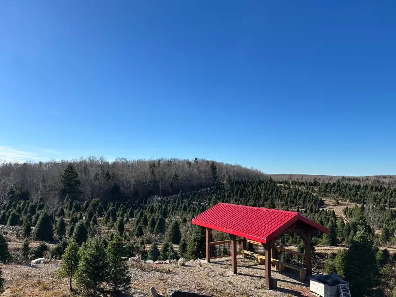 Nova Scotia Christmas Tree Growers Surprised by Quality After Dry Summer