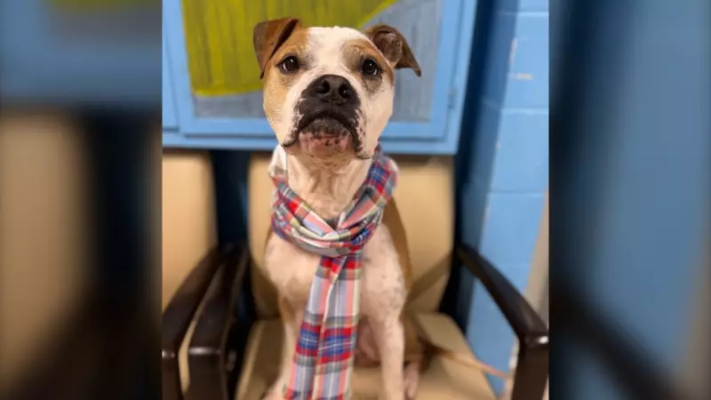 Nova Scotia SPCA Launches Official Tartan in Historic Fundraiser