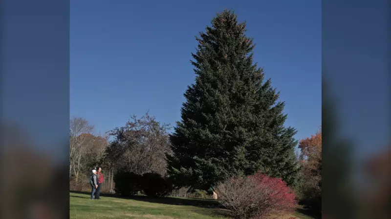 Nova Scotia's Boston Tree-Cutting Ceremony Takes Place Wednesday
