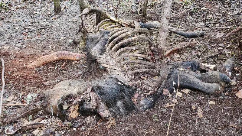 Ontario seeks tips after moose illegally killed, left to waste