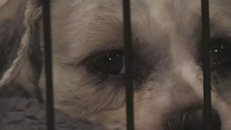 OPP Investigates Dozens of Dogs Dumped Near Innerkip, Suspected Puppy Mill