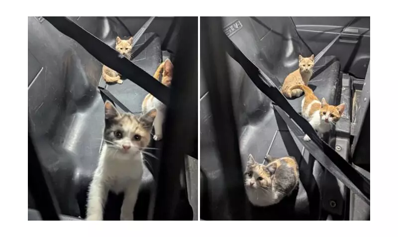 OPP Rescues Litter of Kittens Found Abandoned Near Walsingham