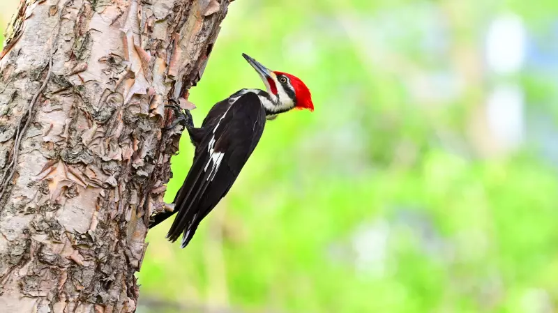 Ottawa, Gatineau & Kingston Earn Bird-Friendly City Designation