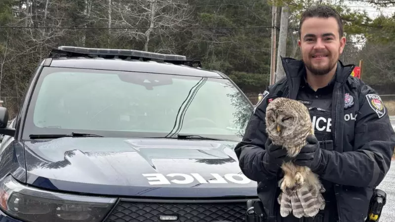 Ottawa Police Officer Rescues Injured Owl in Stittsville