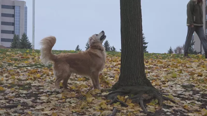 Ottawa to Enjoy Sunny Wednesday Break in Mid-November Weather