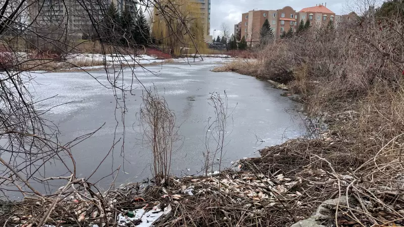 Ottawa to Remove 1,000 Goldfish from Celebration Park Pond