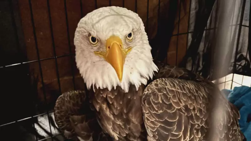 Ottawa Valley Woman Rescues Injured Bald Eagle Named Charlie
