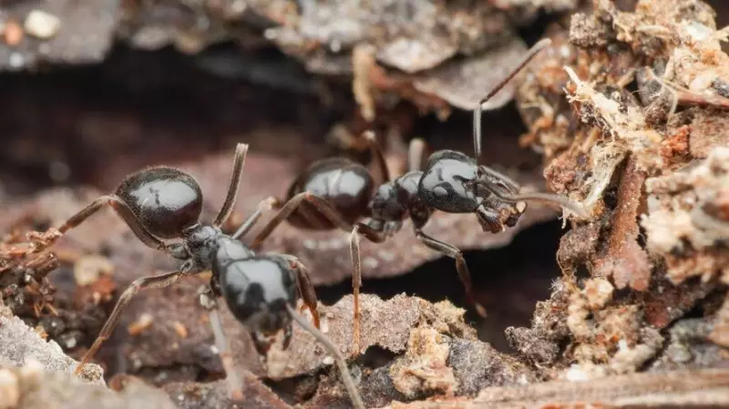 Parasitic Ants Trick Daughters Into Queen Rebellion: Study