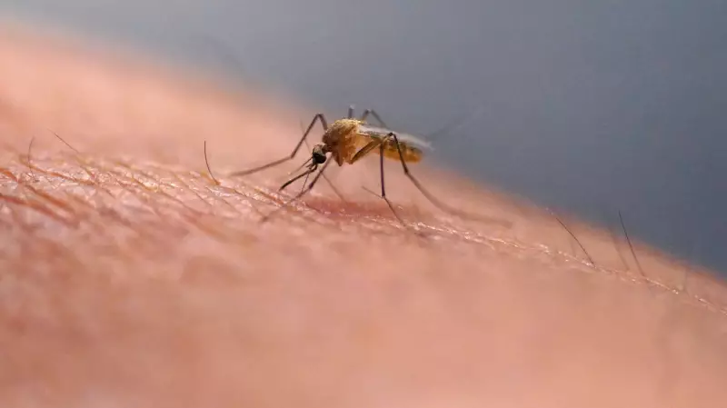 PHAC Clarifies Chikungunya Travel Advisory for Canadians