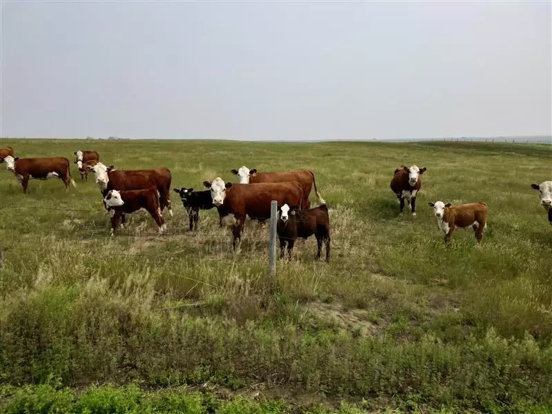 RCMP Investigates Cow Shooting North of Rush Lake, Saskatchewan