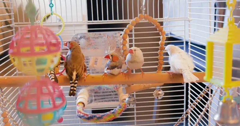 Rescued Winnipeg Birds Ready for Adoption After Neglect Case