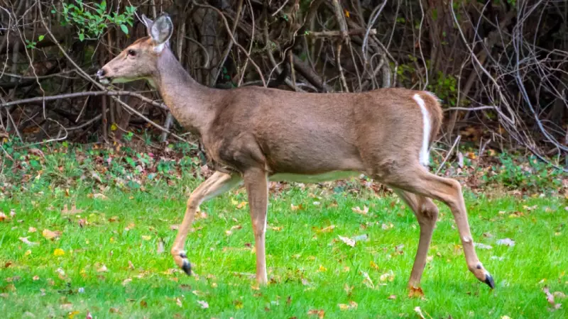 Rondeau Provincial Park Closes for 2-Day Deer Cull in November