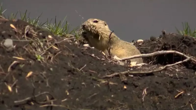 Sask. Farm Group Urges Ottawa to Restore Strychnine for Gopher Control
