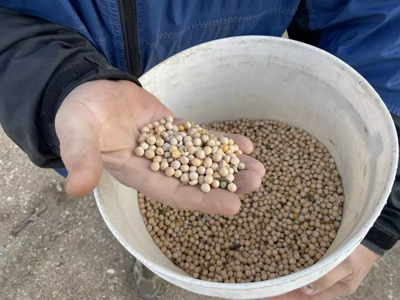 Saskatchewan Pea Farmers Face Financial Crisis Amid New Tariff Threats