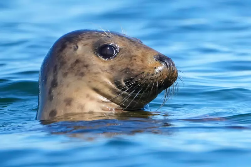 Seal Diet Study Sparks Fiery Debate in Newfoundland and Labrador Fisheries