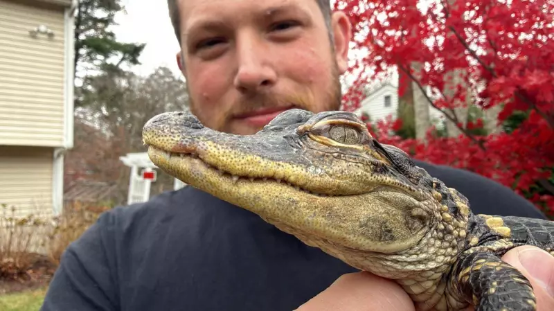 Small Alligator Rescued in Boston After Charles River Discovery