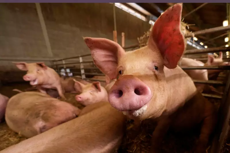 Spain Confirms 8 New Suspected Swine Fever Cases, Export Crisis Deepens