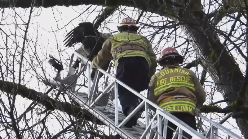 Squamish Firefighters Rescue Injured Bald Eagle Using Ladder Truck