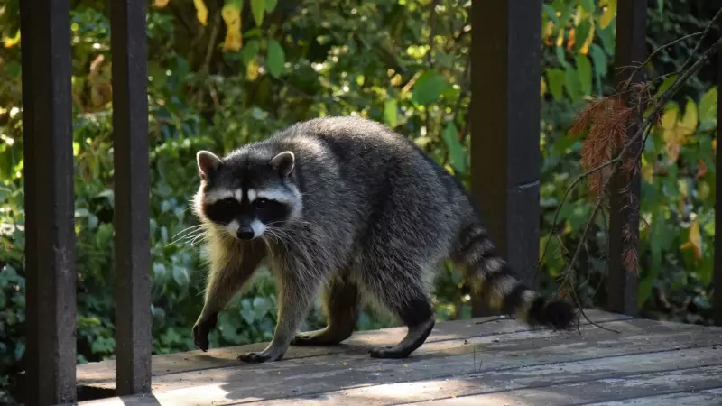 Study Reveals Raccoons Evolving, Could They Become Pets?
