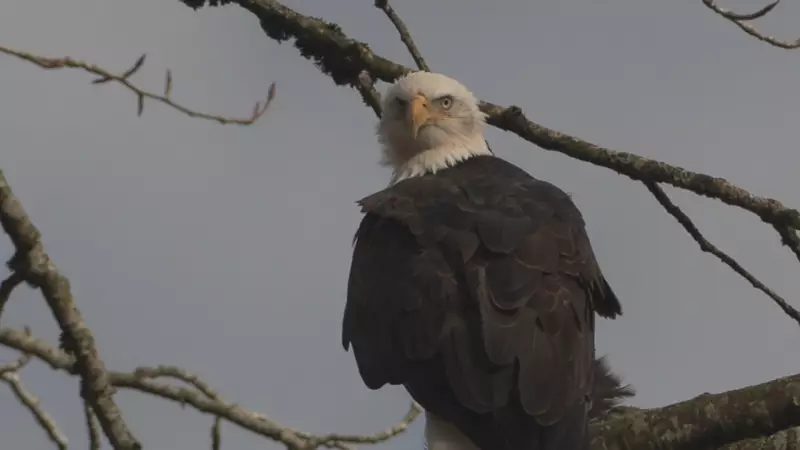Thousands of Bald Eagles Gather in Harrison River Valley for Winter Spectacle