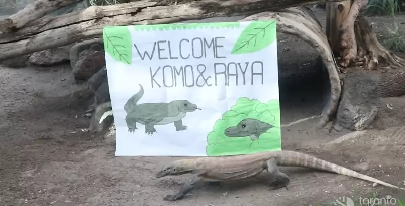 Toronto Zoo Names Komodo Dragon Siblings in 2025 Announcement