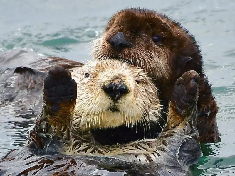 Toxic 'Forever Chemicals' Found in B.C. Sea Otters, UBC Study Reveals
