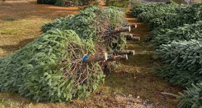 U.S. Sales Plunge Forces Canadian Christmas Tree Growers to Brace for Tough Season