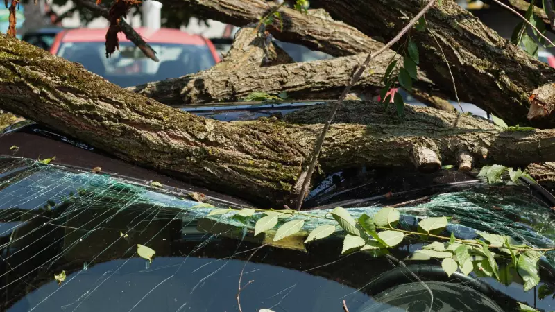 Vancouver Not Liable for Falling Tree Branch Damaging Car: B.C. Tribunal