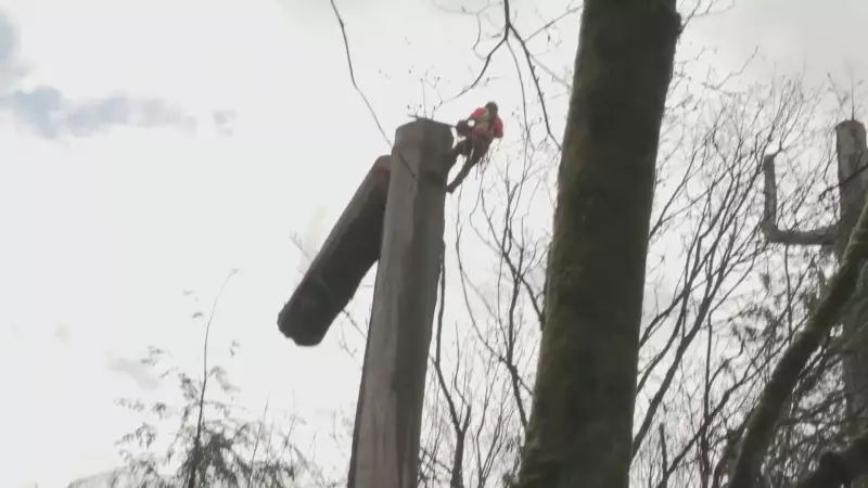 Vancouver Residents Take Legal Action Against Stanley Park Tree Removal Plan